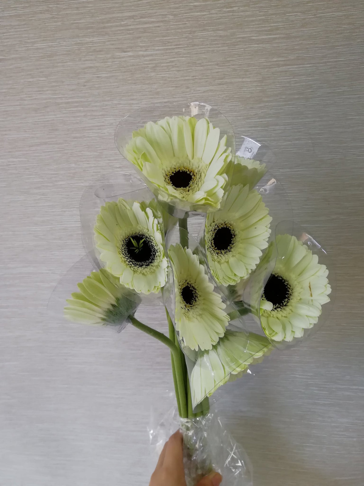 非洲菊（白色） Gerbera (White), flower photo