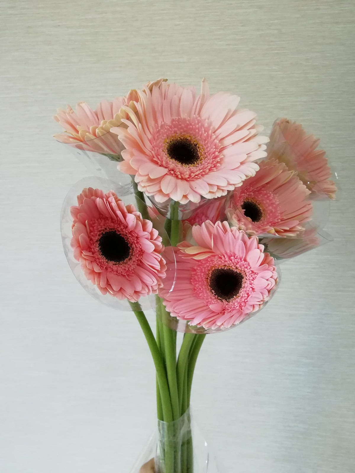 非洲菊（水粉） Gerbera (Pastel Pink), flower photo