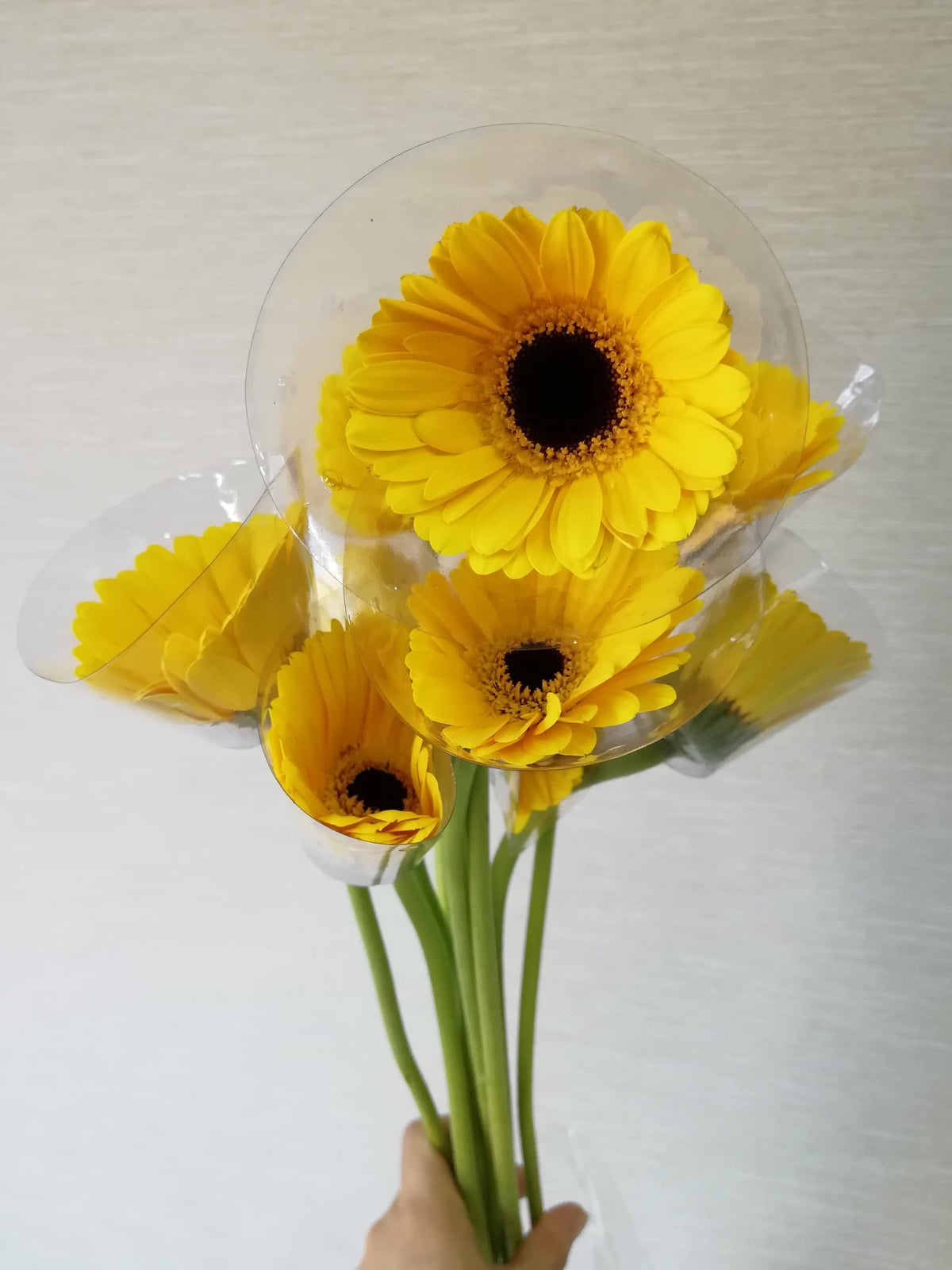 非洲菊（黄色） Gerbera (Yellow), flower photo