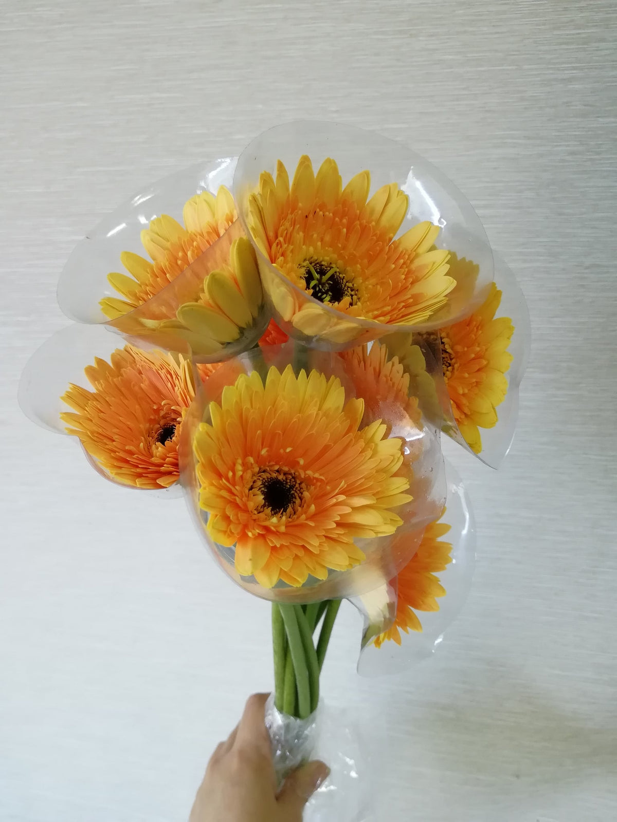 非洲菊（金橙） Gerbera (Golden Orange), flower photo