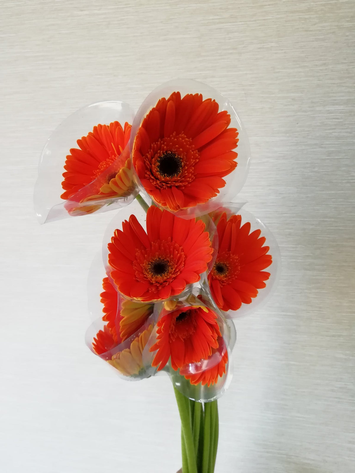 非洲菊（黑心橙） Gerbera (Orange (dark centre)), flower photo