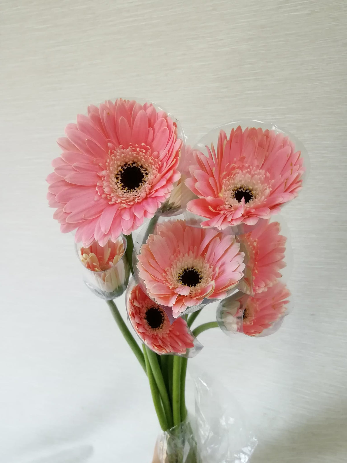 非洲菊（黑心粉） Gerbera (Pink (dark centre)), flower photo
