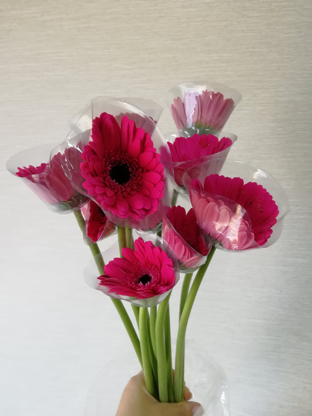 非洲菊（紫色） Gerbera (Purple), flower photo