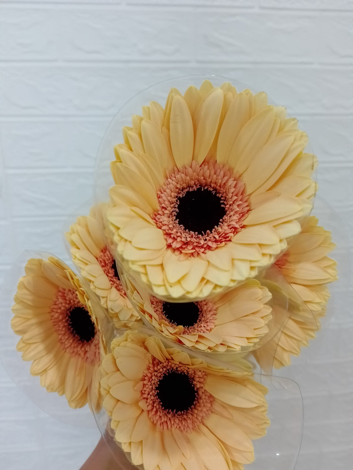 非洲菊（蜜糖） Gerbera (Honey), flower photo