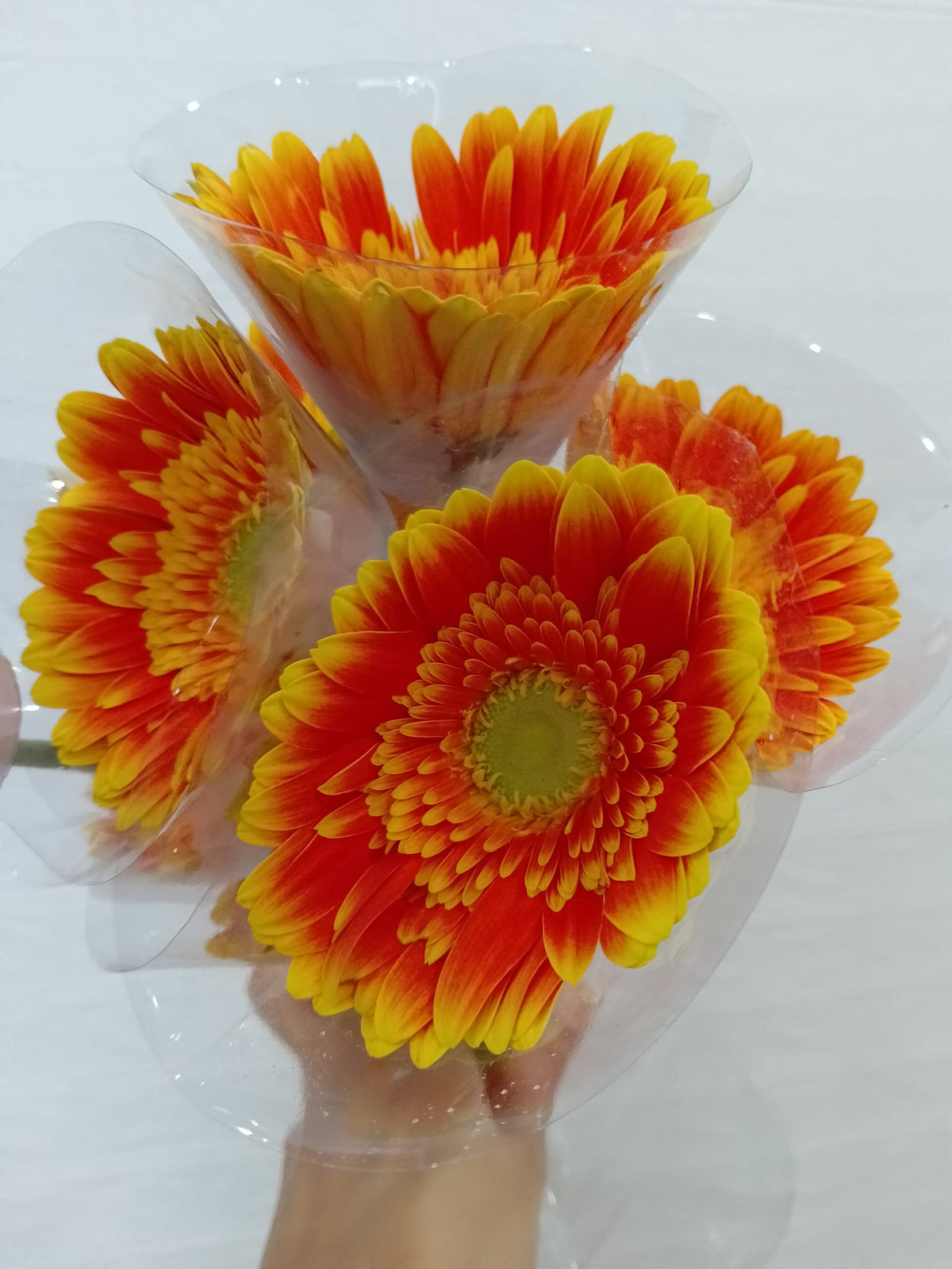 非洲菊（青心橙） Gerbera (Orange (green centre)), flower photo