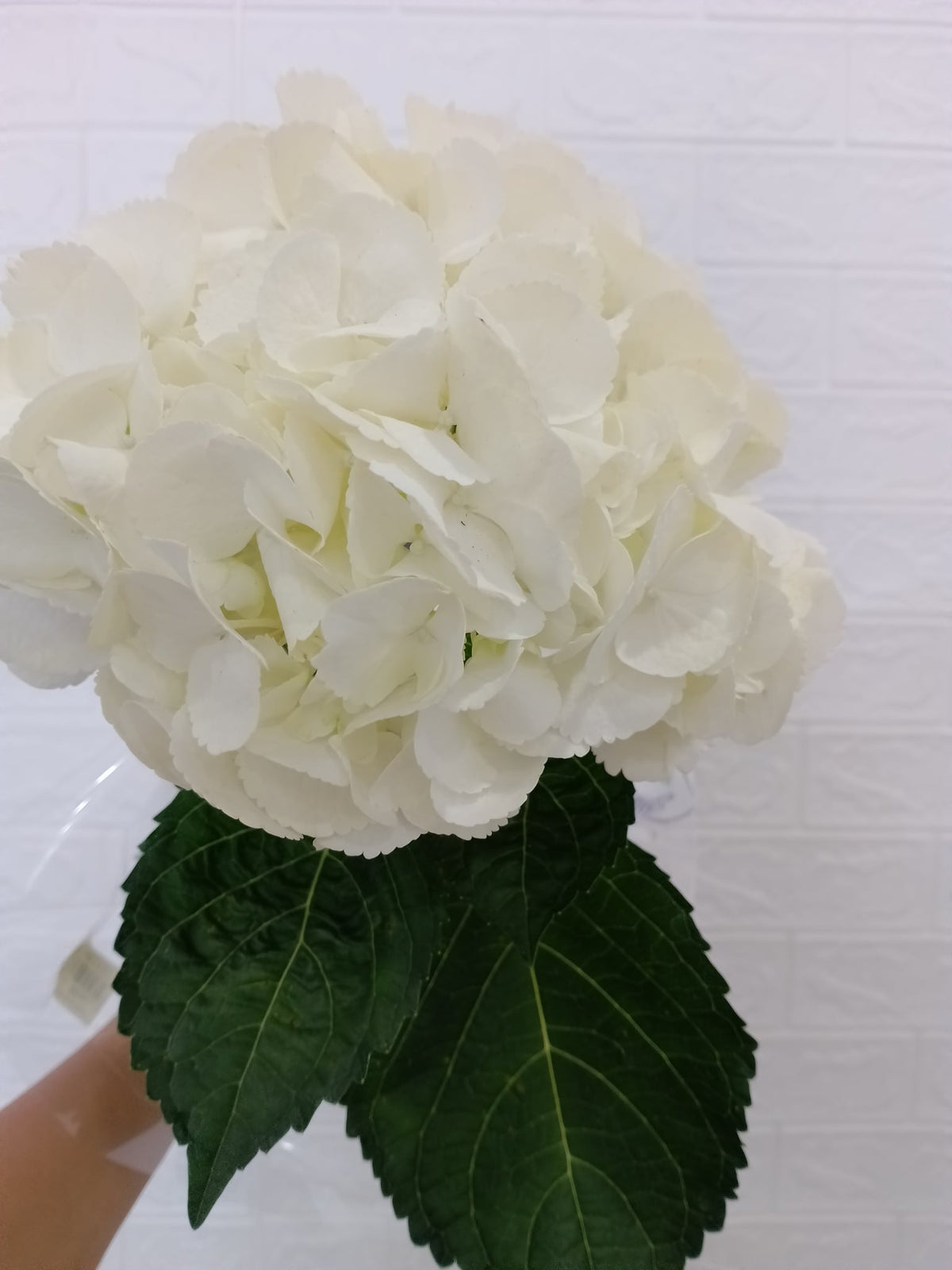 绣球（白色） Hydrangea (White), flower photo