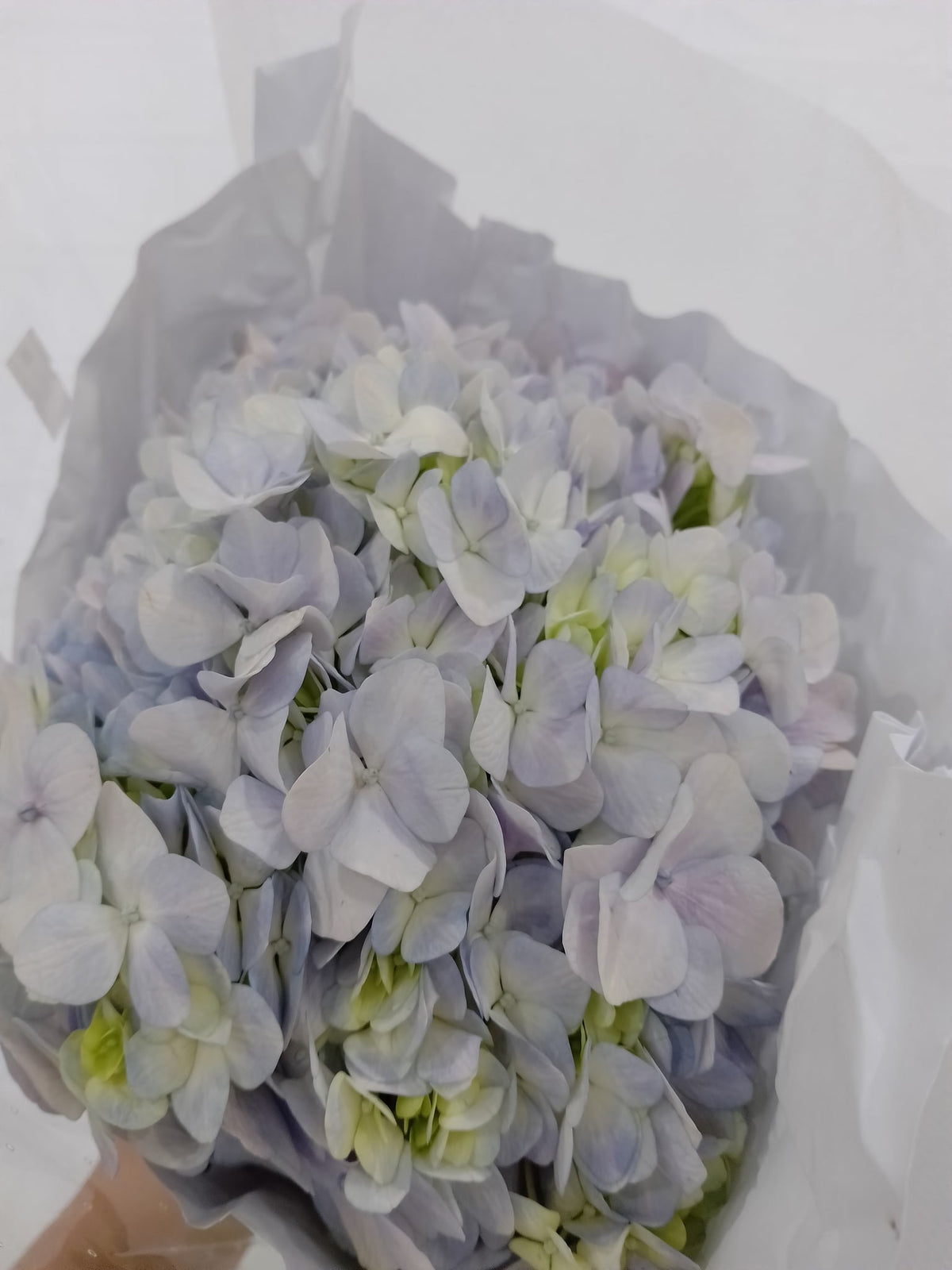 绣球（青花瓷） Hydrangea (Porcelain Blue), flower photo