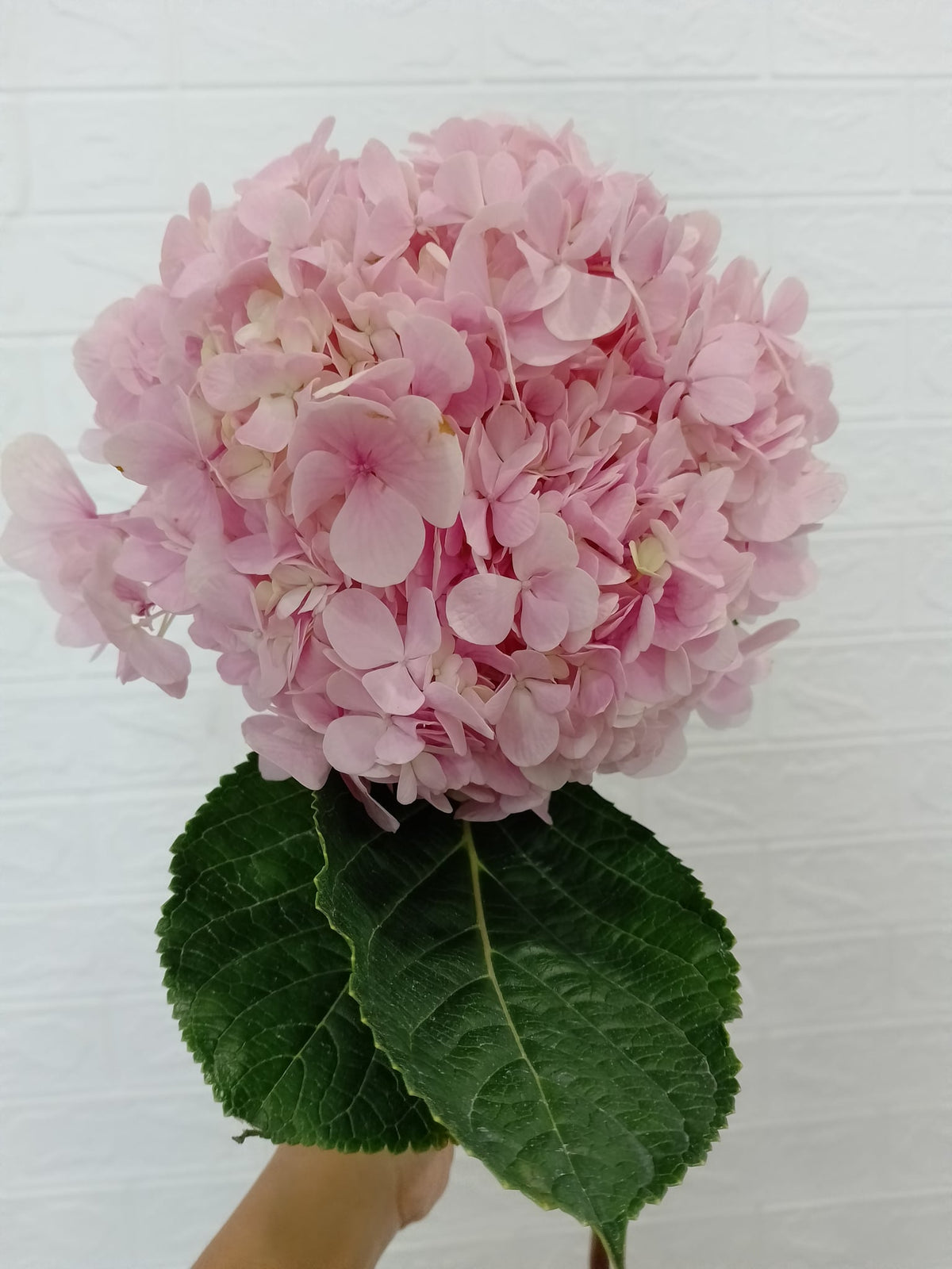 绣球（浅粉／天粉） Hydrangea (Light Pink / Sky Pink), flower photo