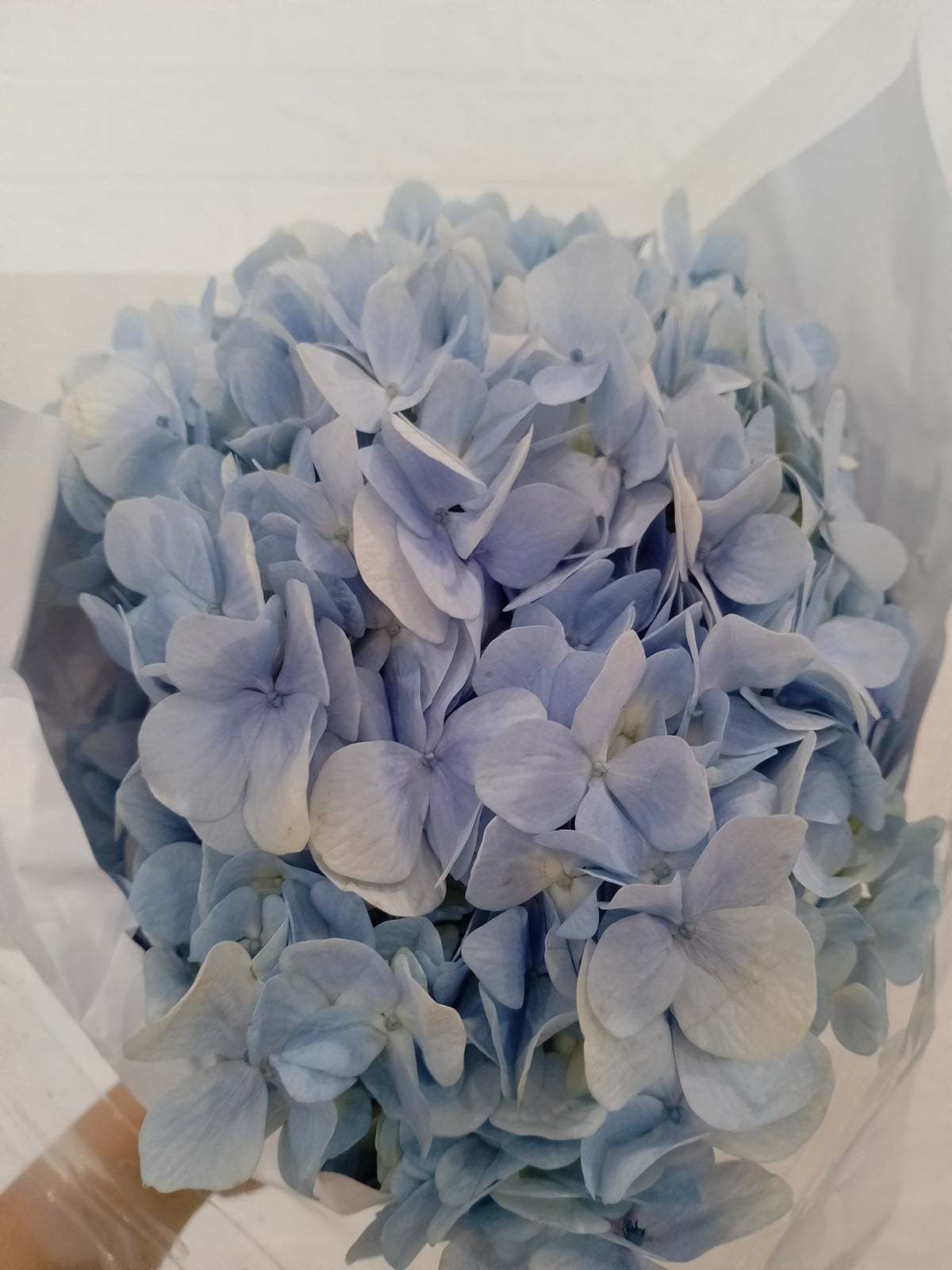 绣球（浅蓝／天蓝） Hydrangea (Light Blue / Sky Blue), flower photo
