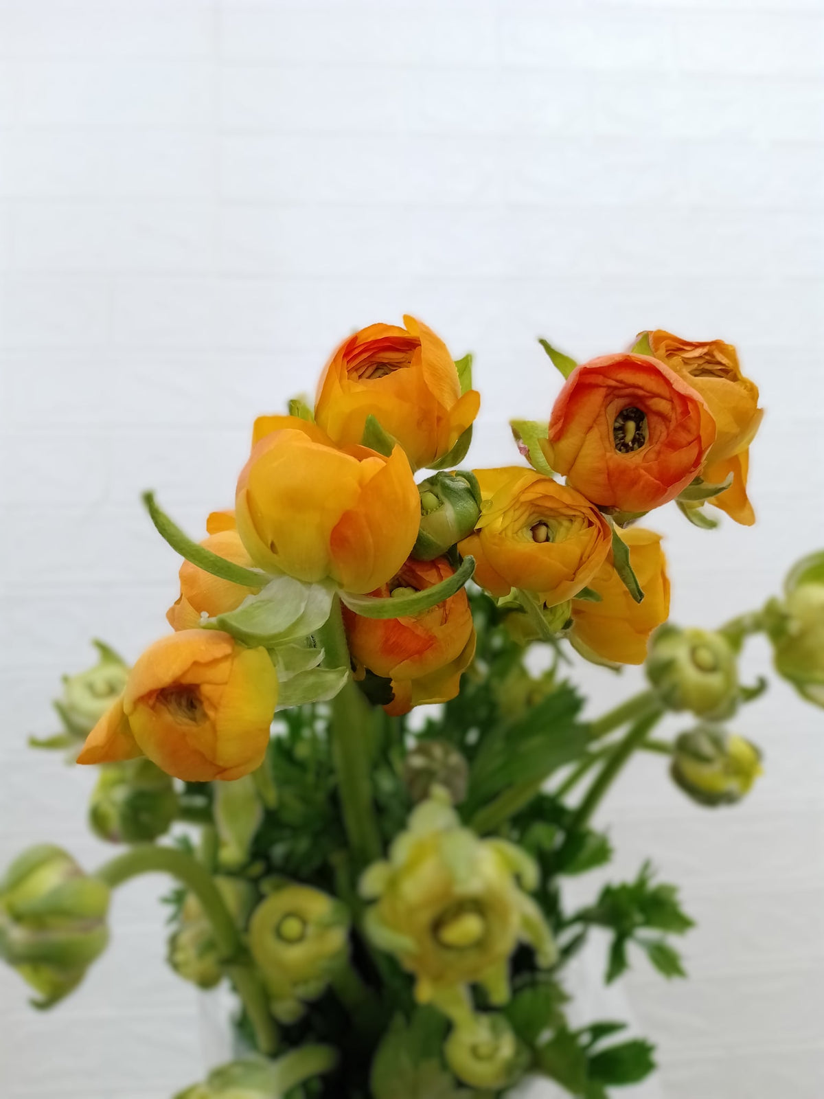 小牡丹（橙色） Ranunculus (Orange), flower photo