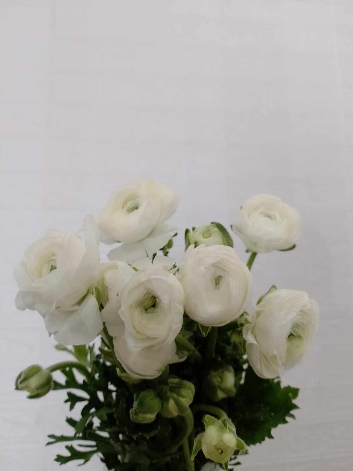 小牡丹（白色） Ranunculus (White), flower photo