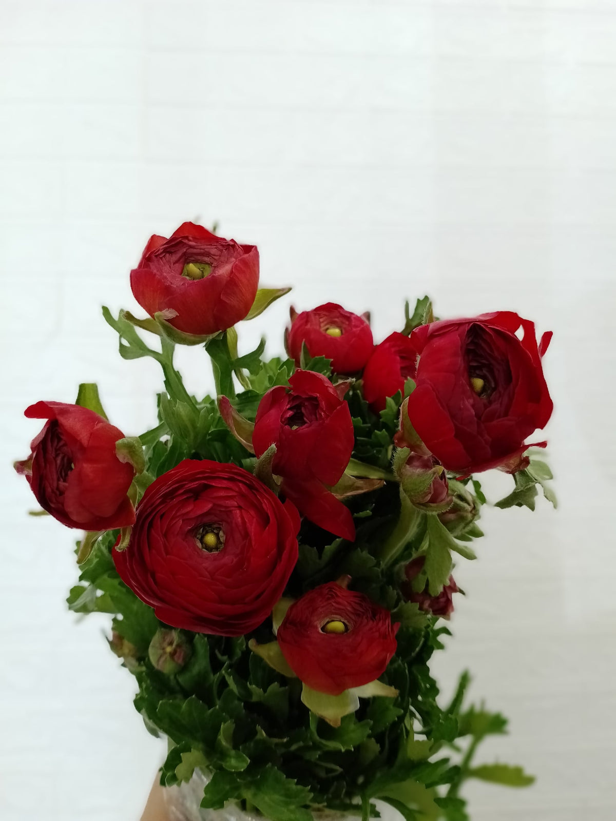 小牡丹（红色） Ranunculus (Red), flower photo