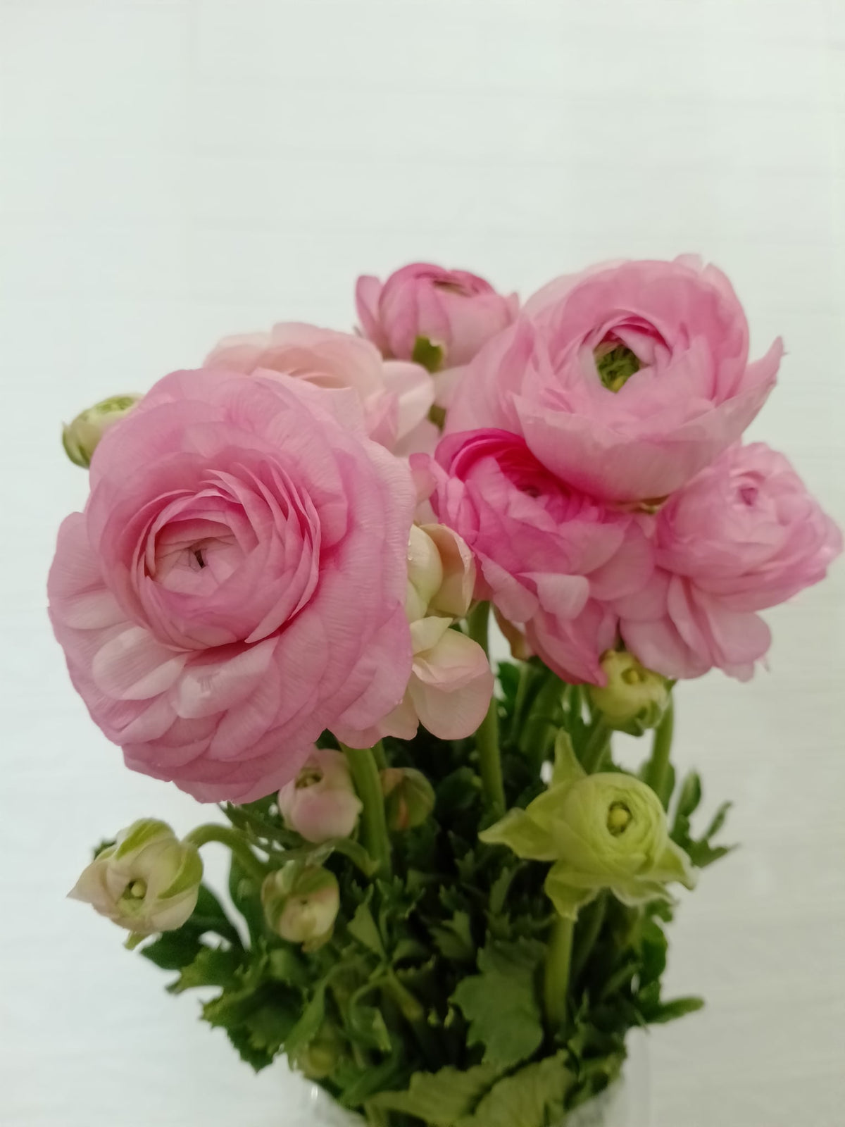 小牡丹（粉色） Ranunculus (Pink), flower photo