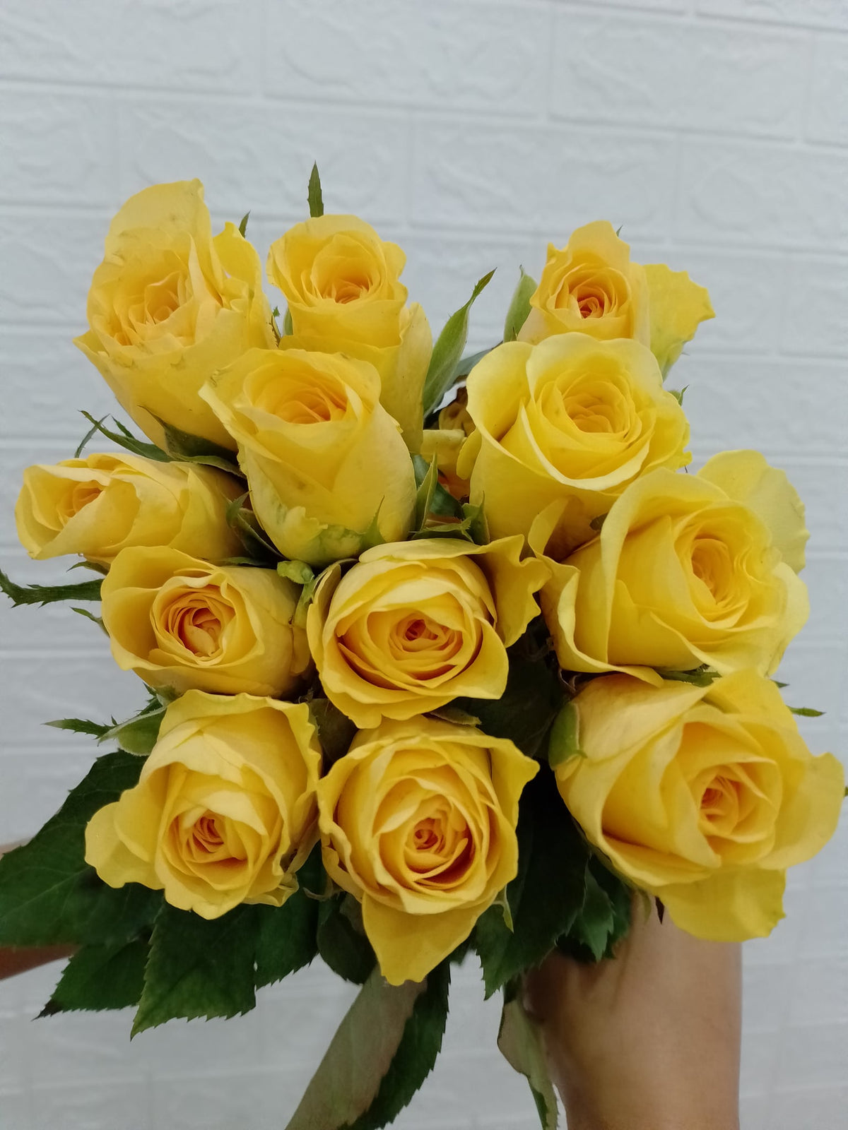 金枝玉叶玫瑰 Yellow Rose (Jin Zhi Yu Ye), flower photo