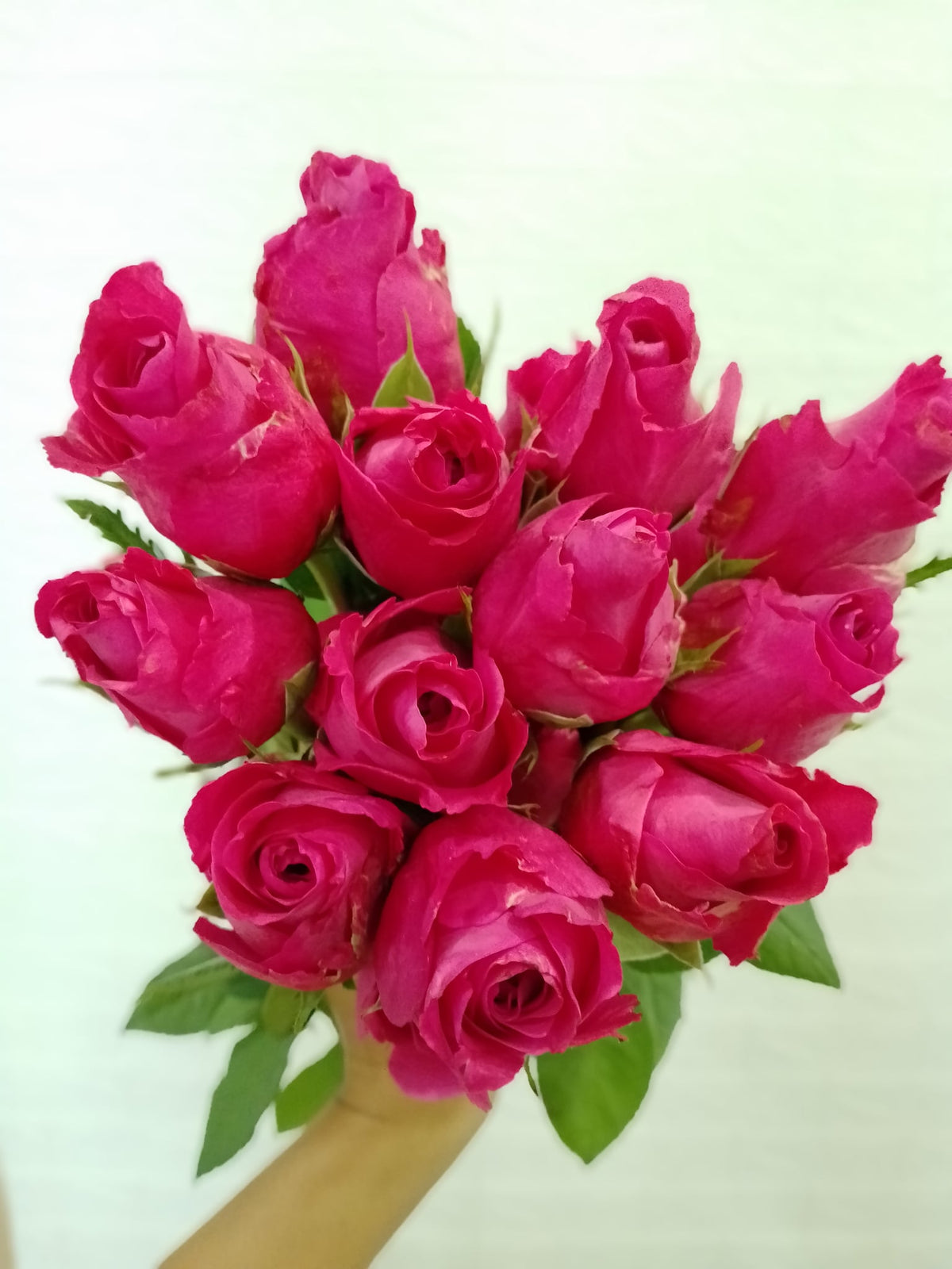 高胜玫瑰 Gosen Rose, flower photo