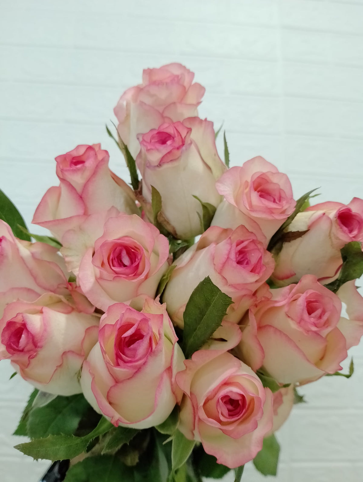 爱莎玫瑰 Essar Rose, flower photo