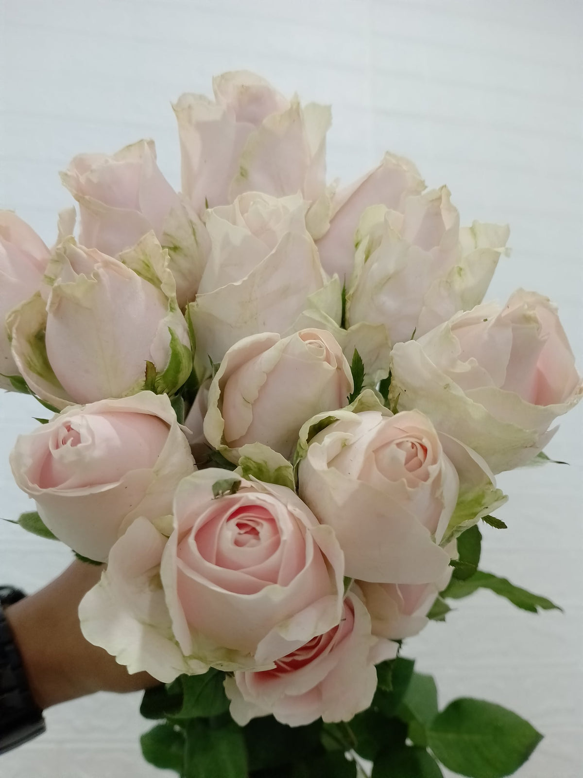 粉红雪山玫瑰 Pink Avalanche Rose, flower photo