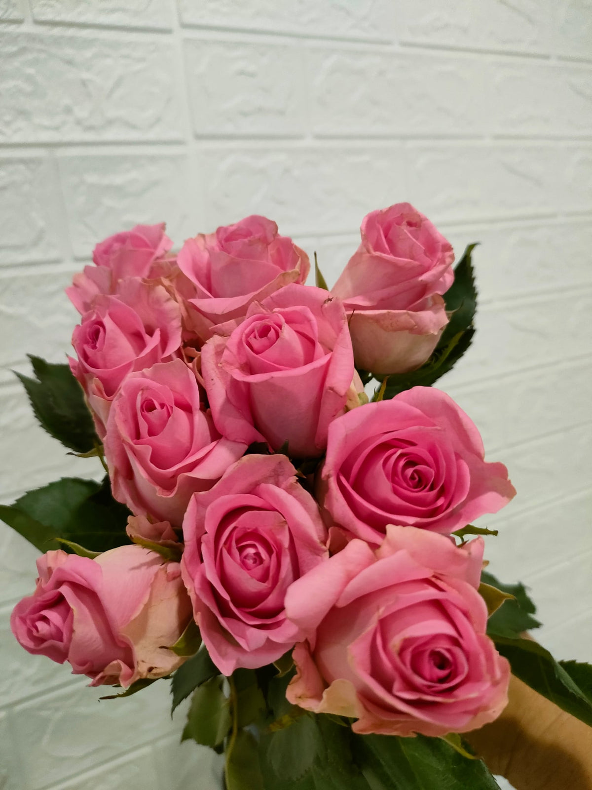 粉爱神玫瑰 Pink Cupid Rose, flower photo