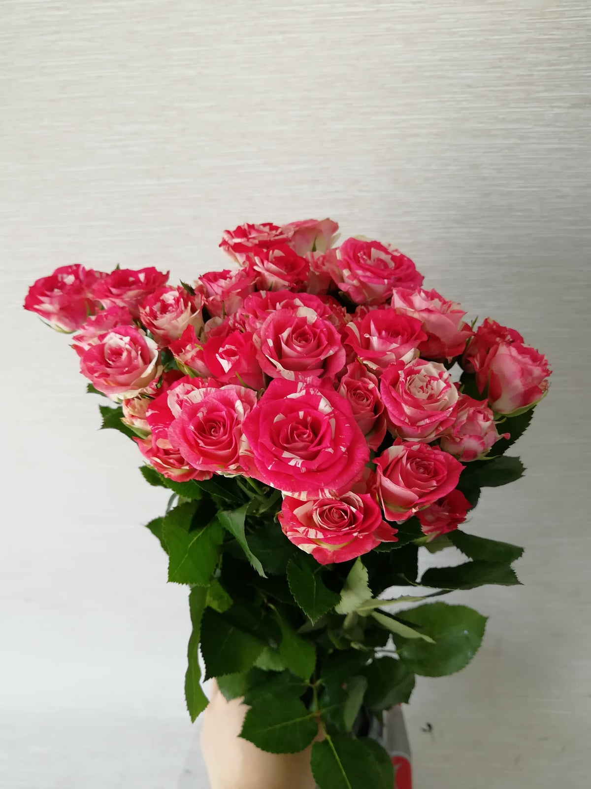 红蕾丝多头玫瑰 Red Lace Spray Rose, flower photo