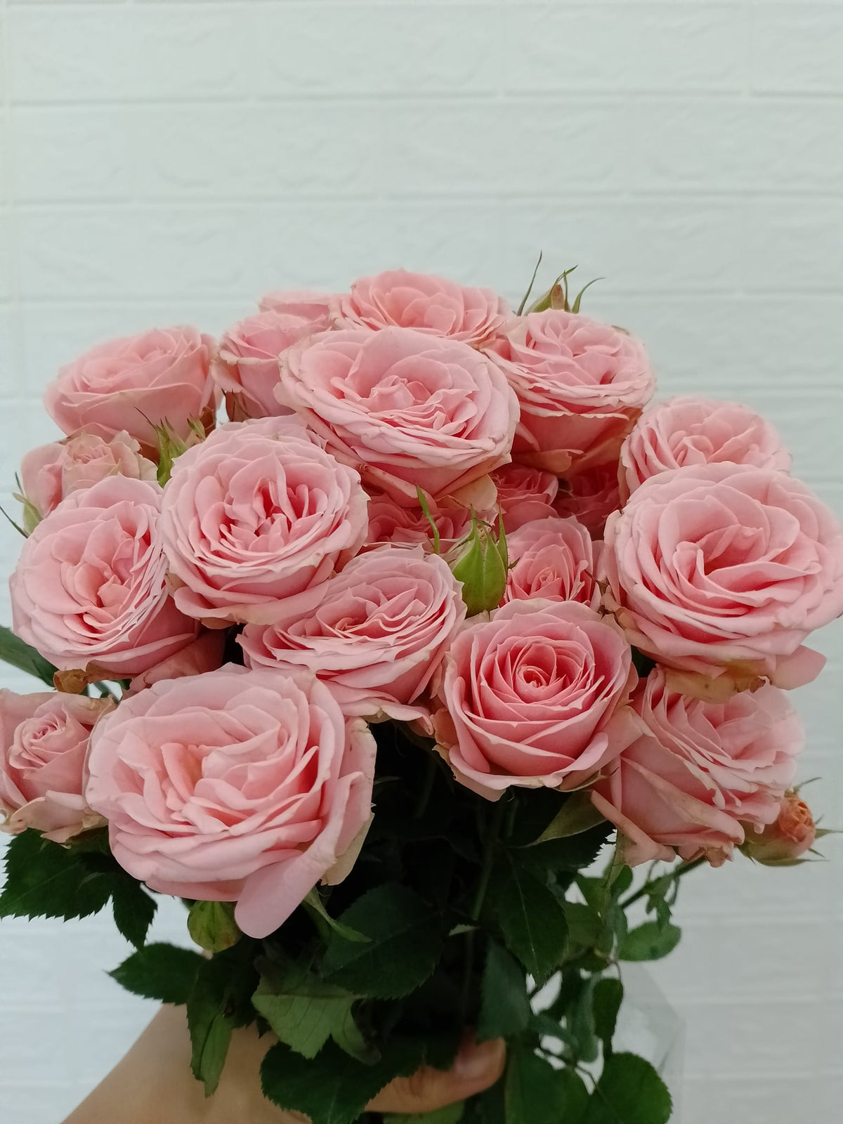 粉蝴蝶多头玫瑰 Pink Butterfly Spray Rose, flower photo