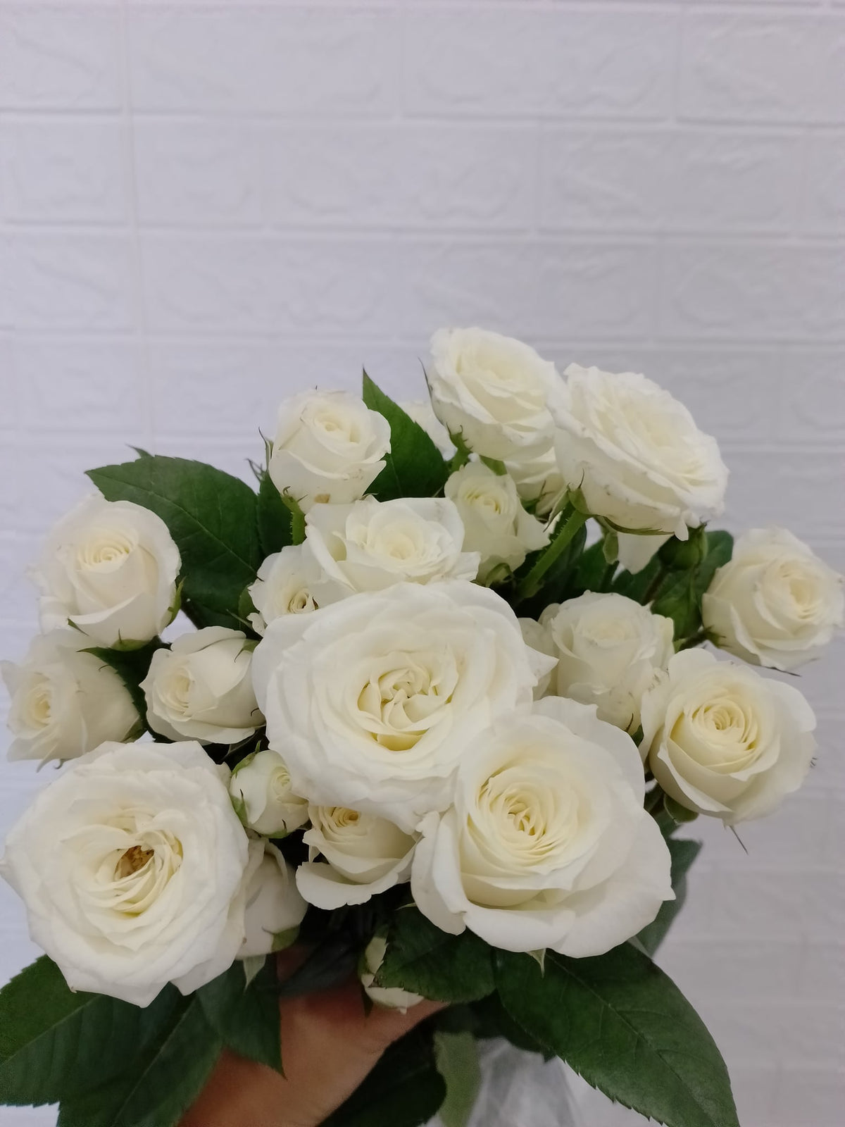 白色泡泡多头玫瑰 White Bubble Spray Rose, flower photo