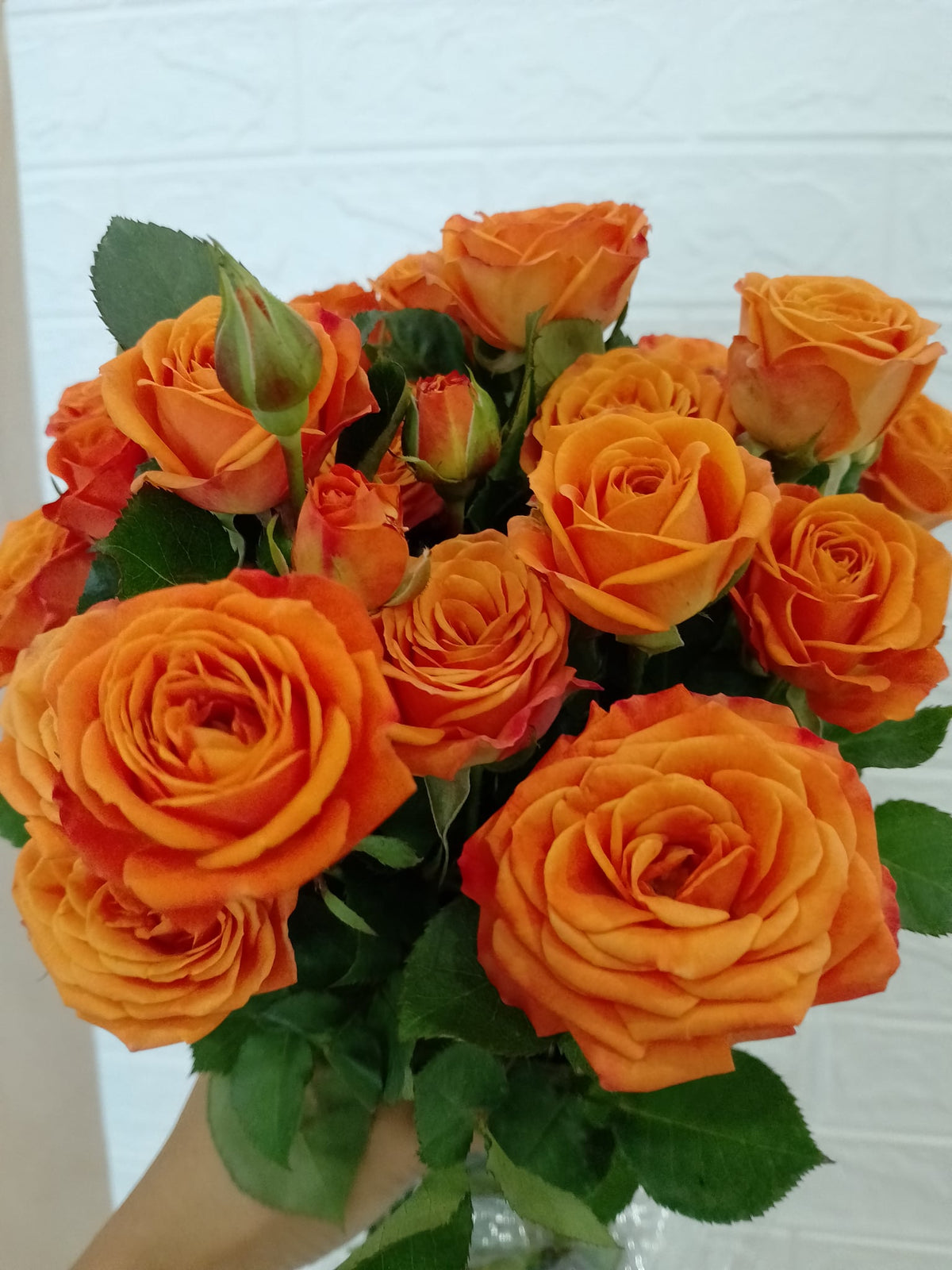 橙色芭比多头玫瑰 Orange Barbie Spray Rose, flower photo