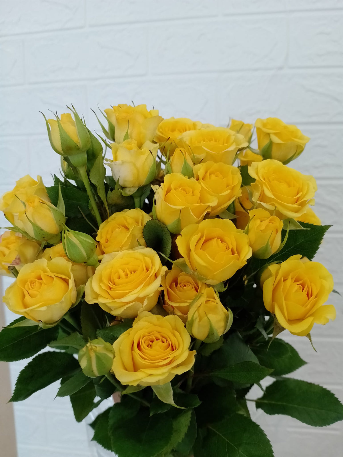 黄蝴蝶多头玫瑰 Yellow Butterfly Spray Rose, flower photo