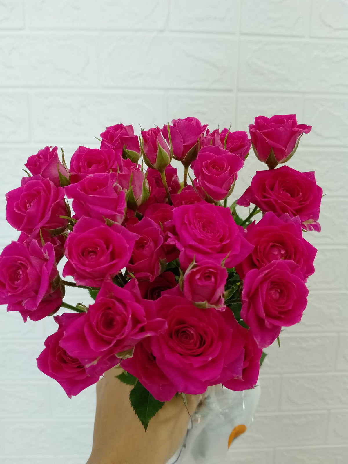 苏菲宝贝多头玫瑰 Sophie Spray Rose, flower photo
