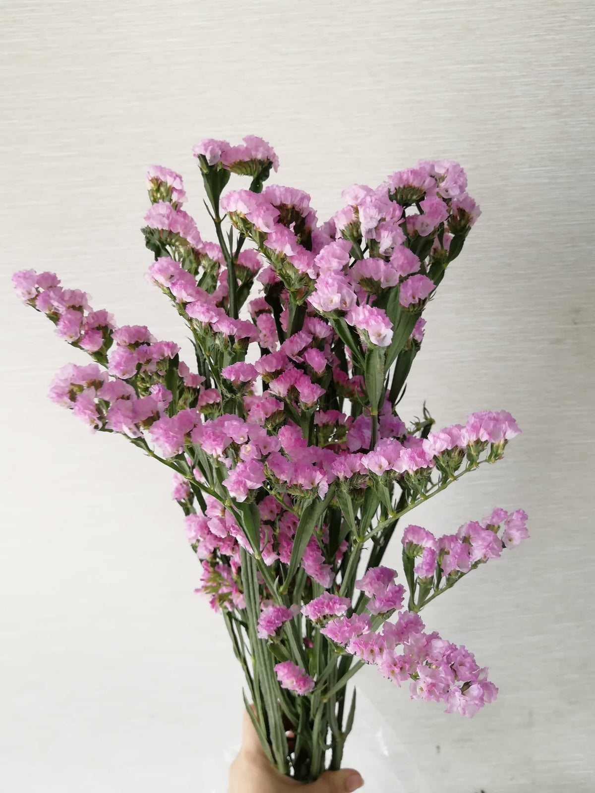 勿忘我（粉色） Statice (Pink), flower photo