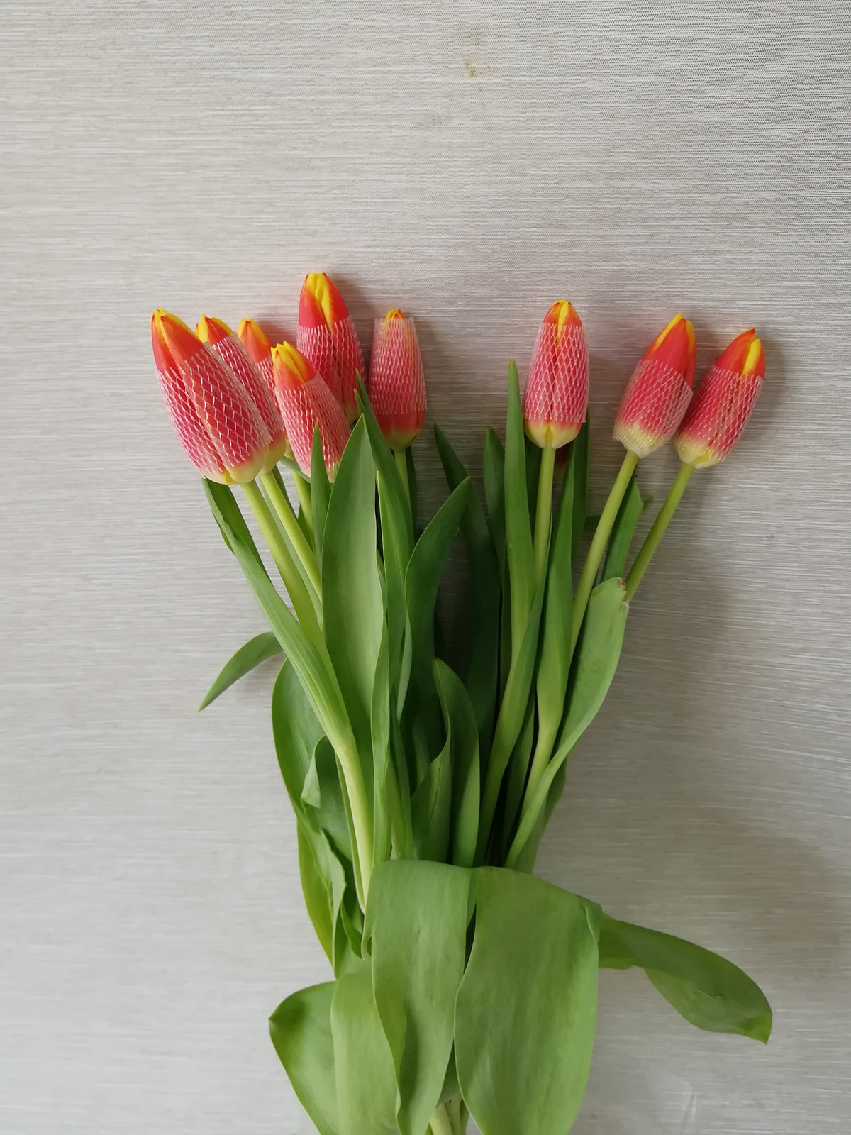 郁金香（橙色） Tulip (Orange), flower photo