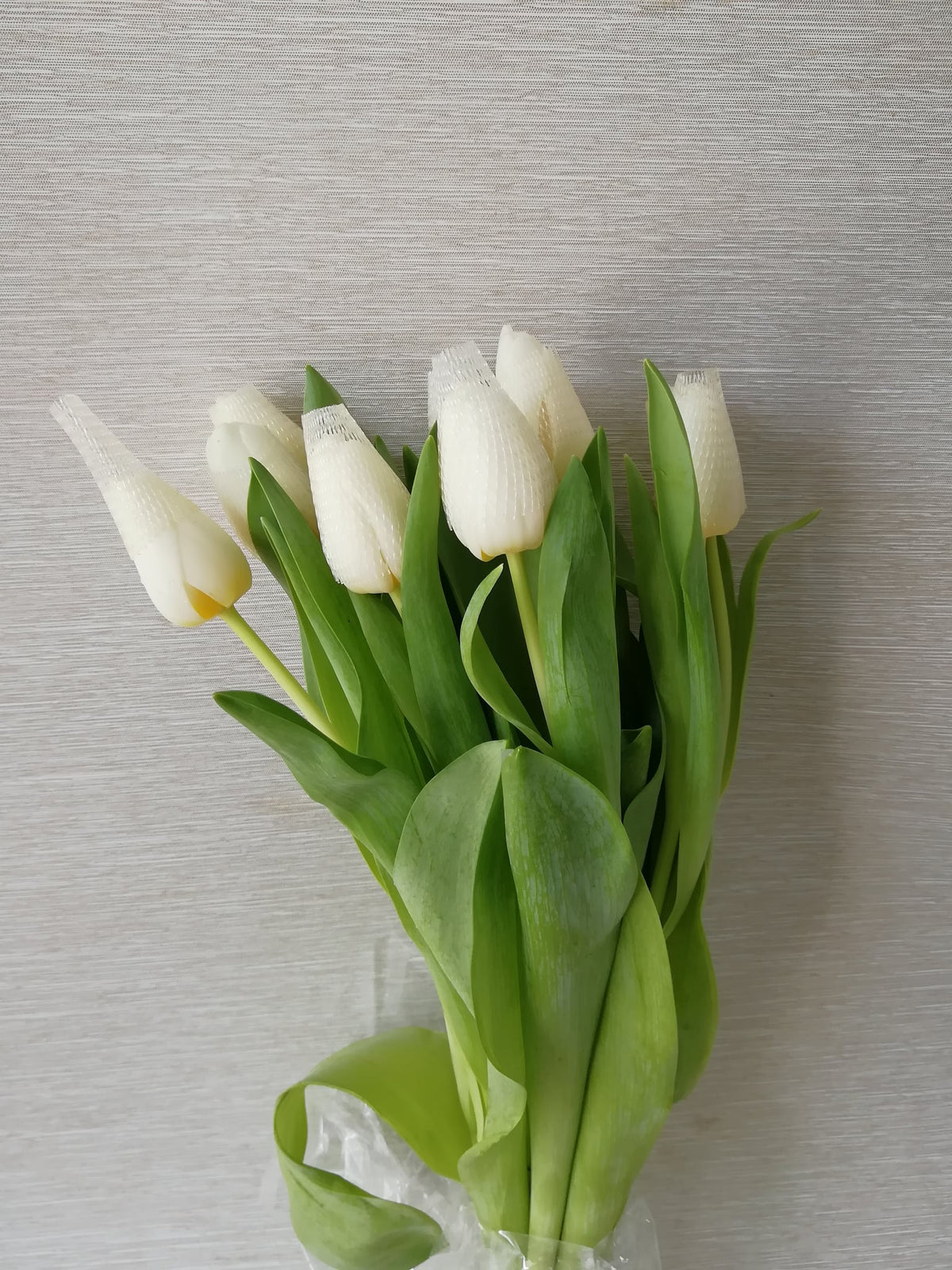 郁金香（白色） Tulip (White), flower photo
