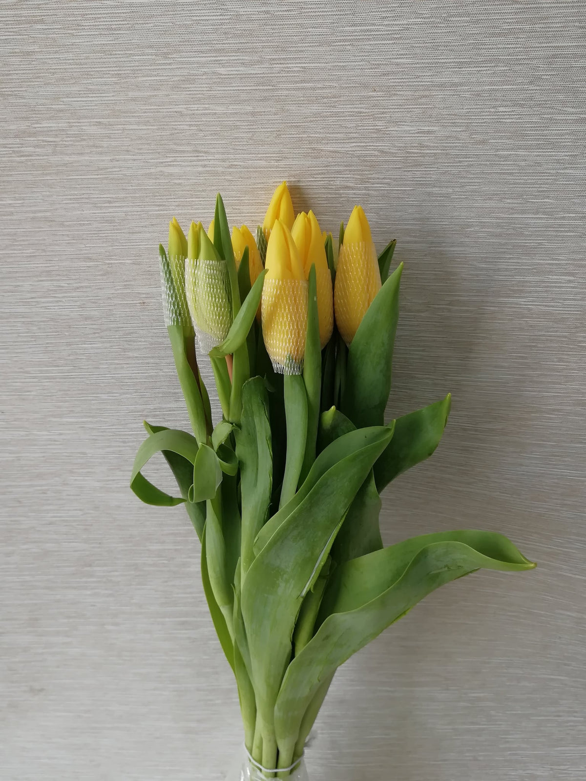 郁金香（黄色） Tulip (Yellow), flower photo