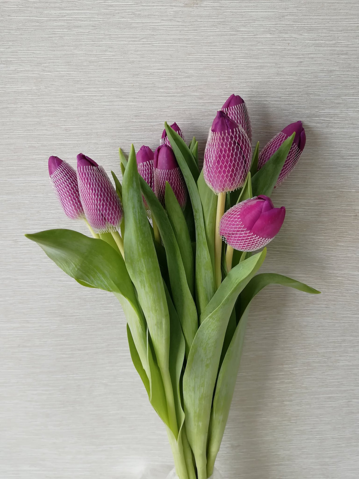 郁金香（紫色） Tulip (Purple), flower photo